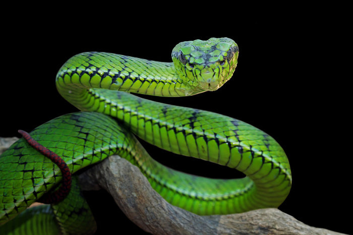 Vivid green viper