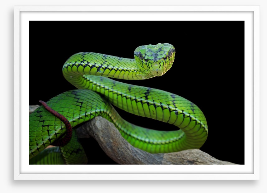 Vivid green viper
