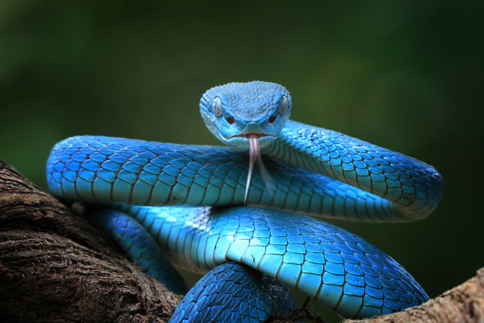 Blue insularis