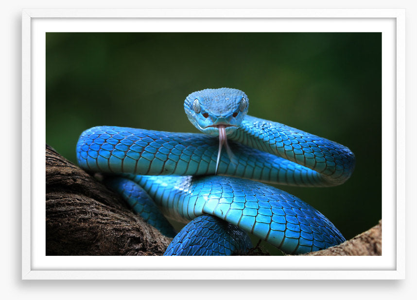 Blue insularis