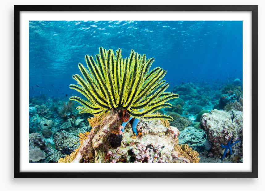 Yellow crinoid fan