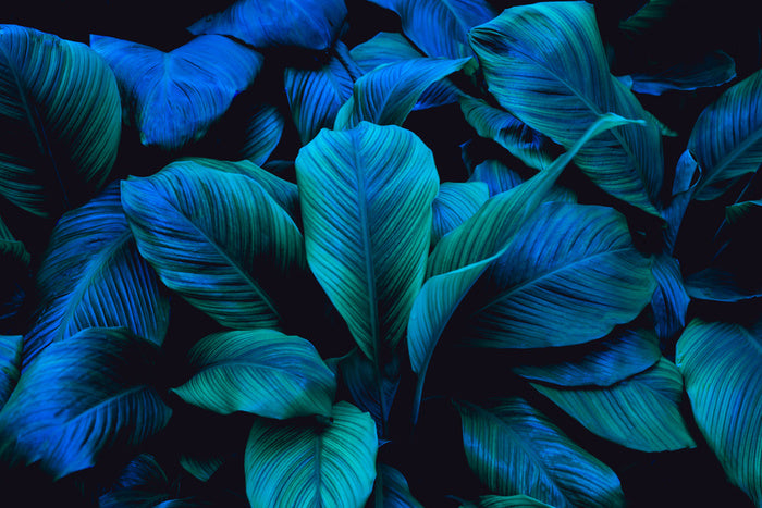 Leafy blues 1
