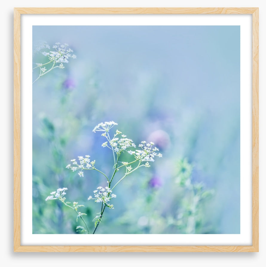 Meadows
