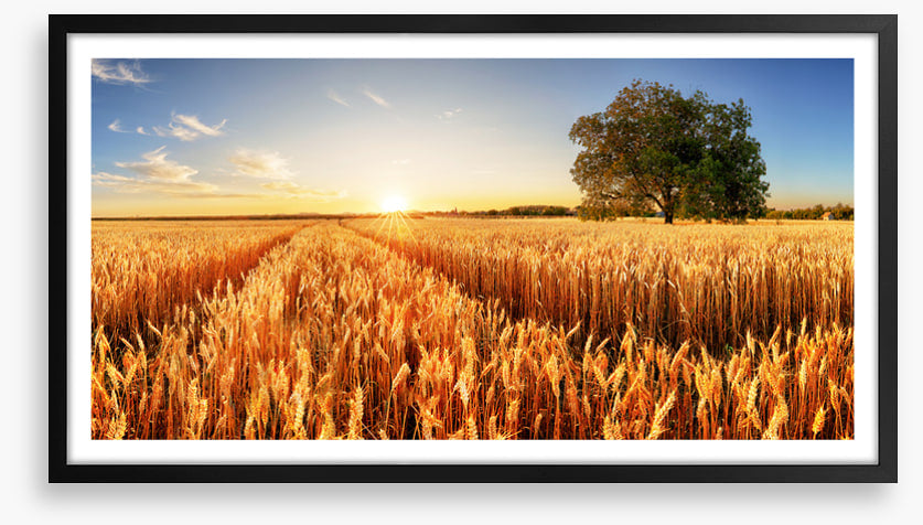 Way through the wheat