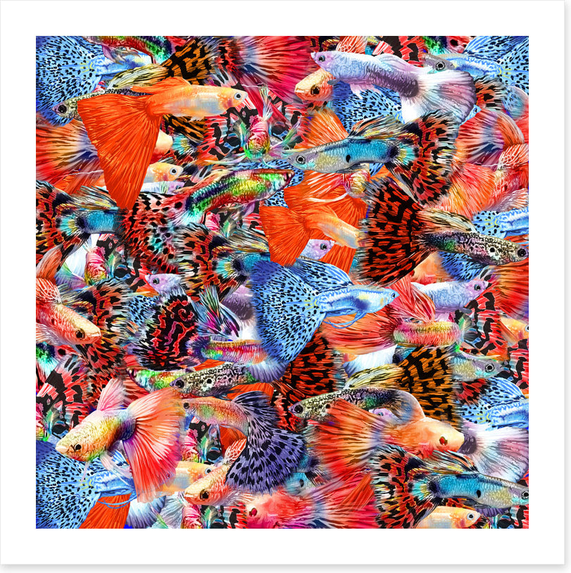 Plenty more fish II