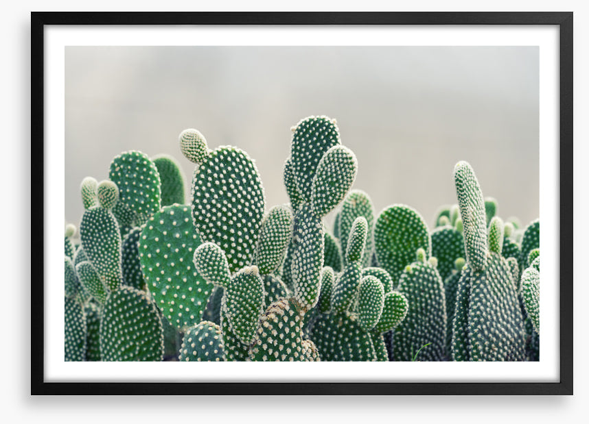 Prickly pears