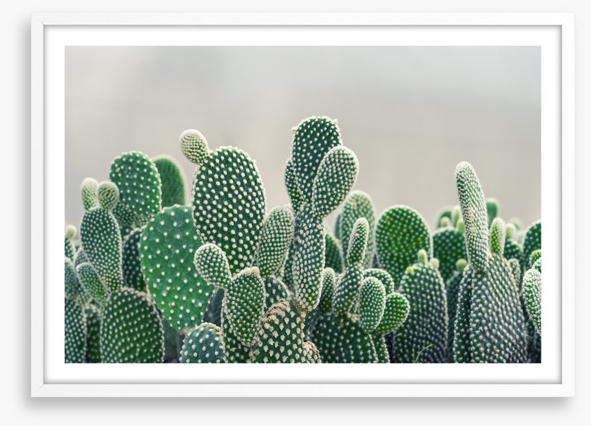Prickly pears