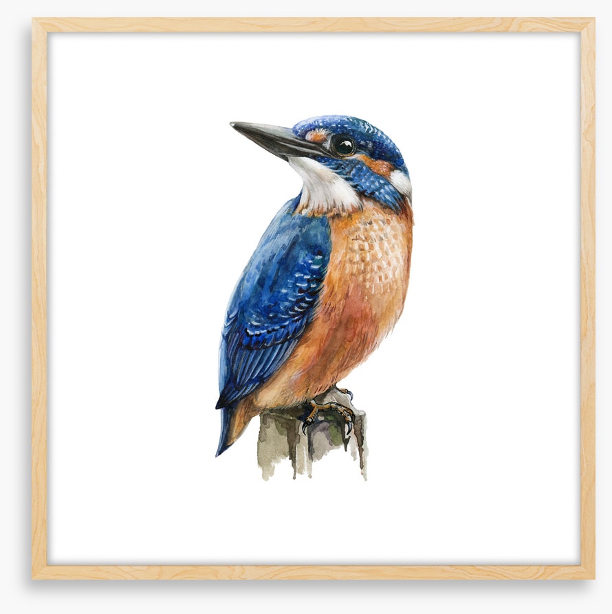The kingfisher perch