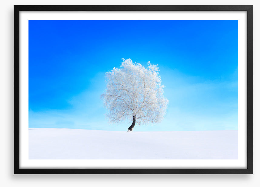 Snowy tree sky