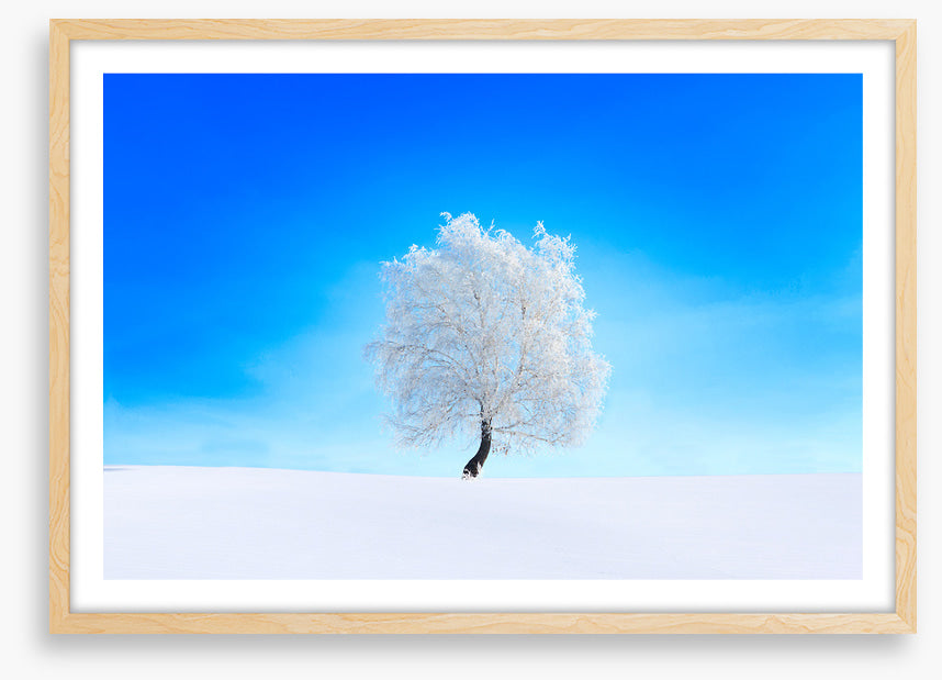 Snowy tree sky