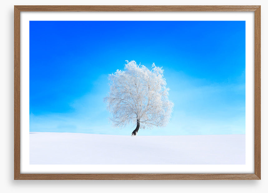 Snowy tree sky