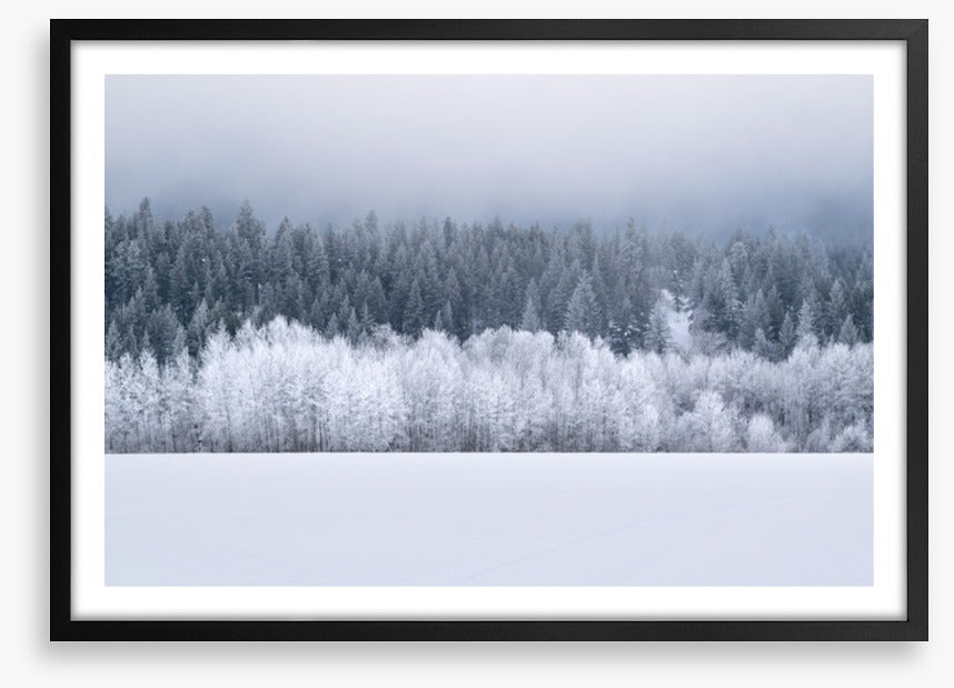Forests