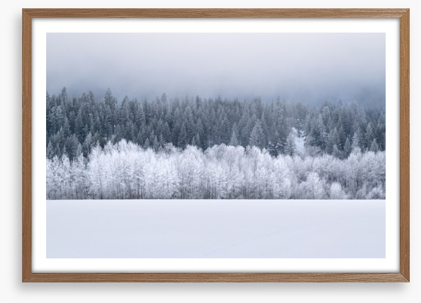 Forests