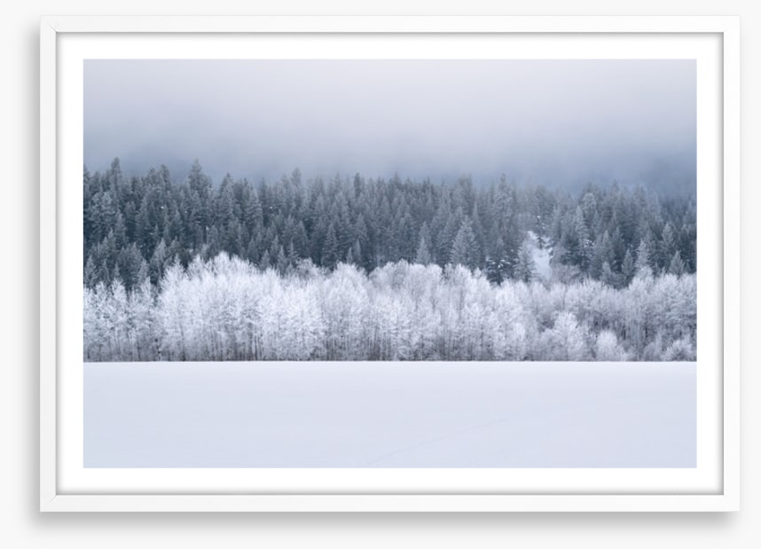 Forests