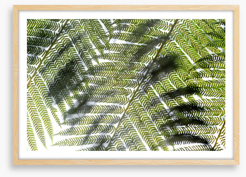 Leaves