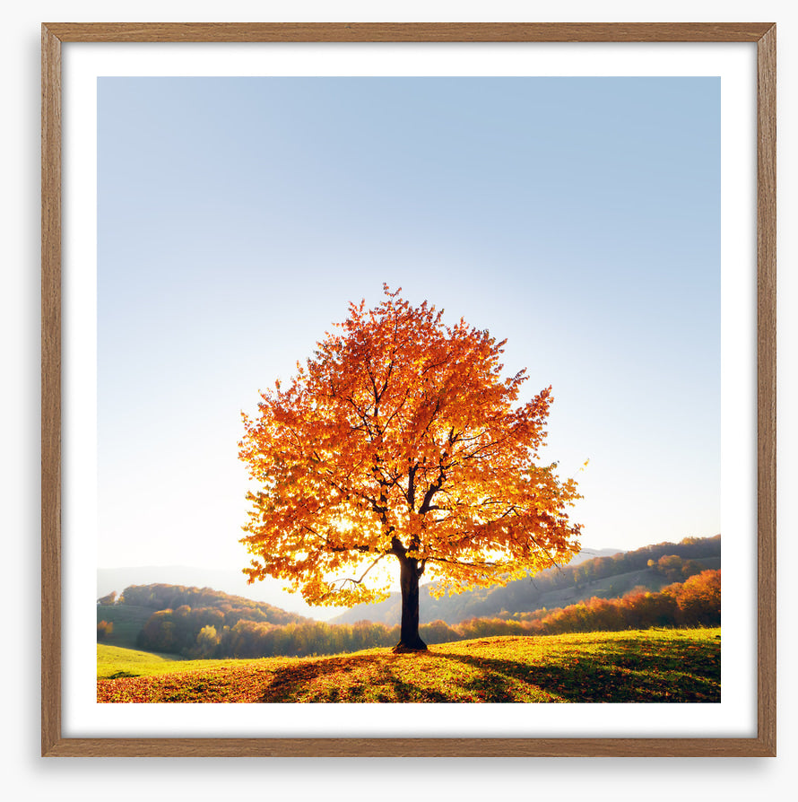 Beauty and the beech