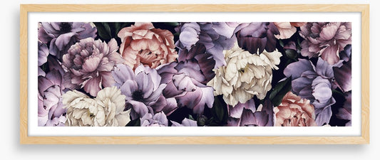 Purple peony panoramic