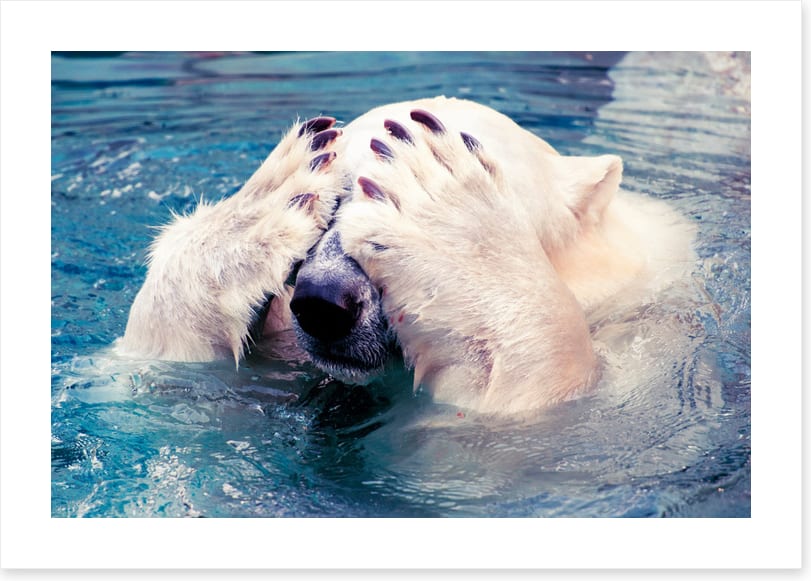 Polar bear peekaboo