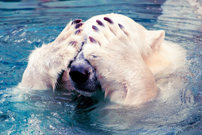 Polar bear peekaboo