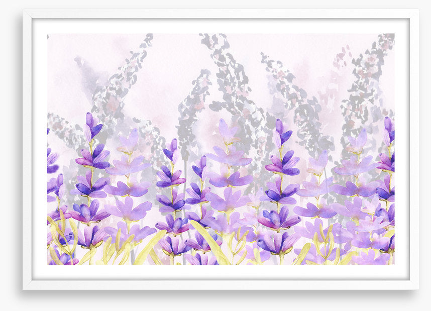 Lovely lavender