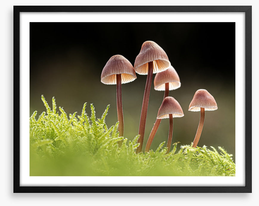 Fungi five