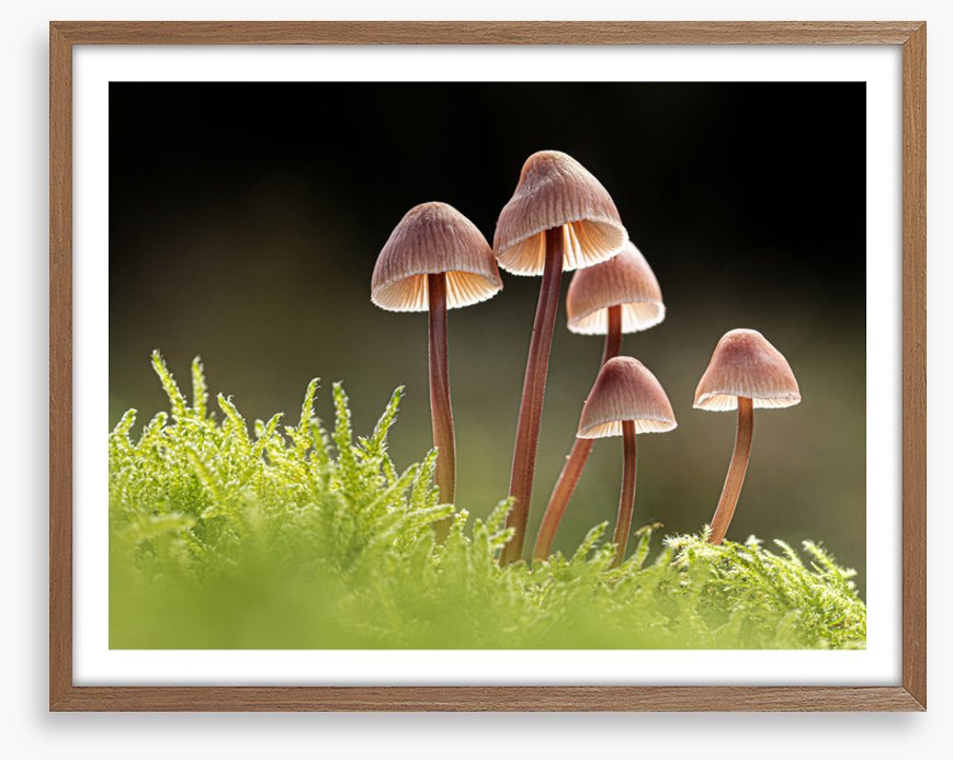 Fungi five