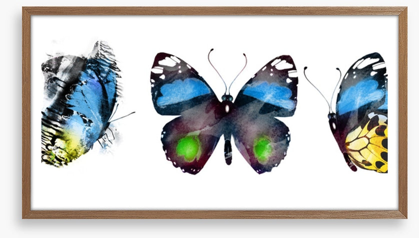 Butterflies