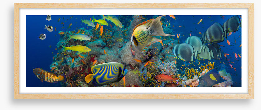 Coral council
