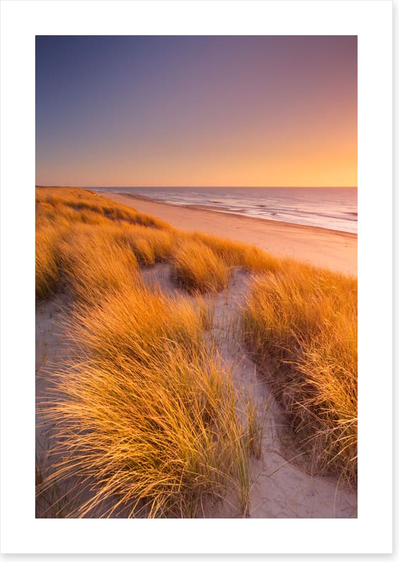 Golden grass sundown