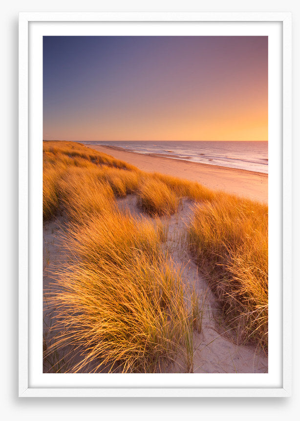 Golden grass sundown