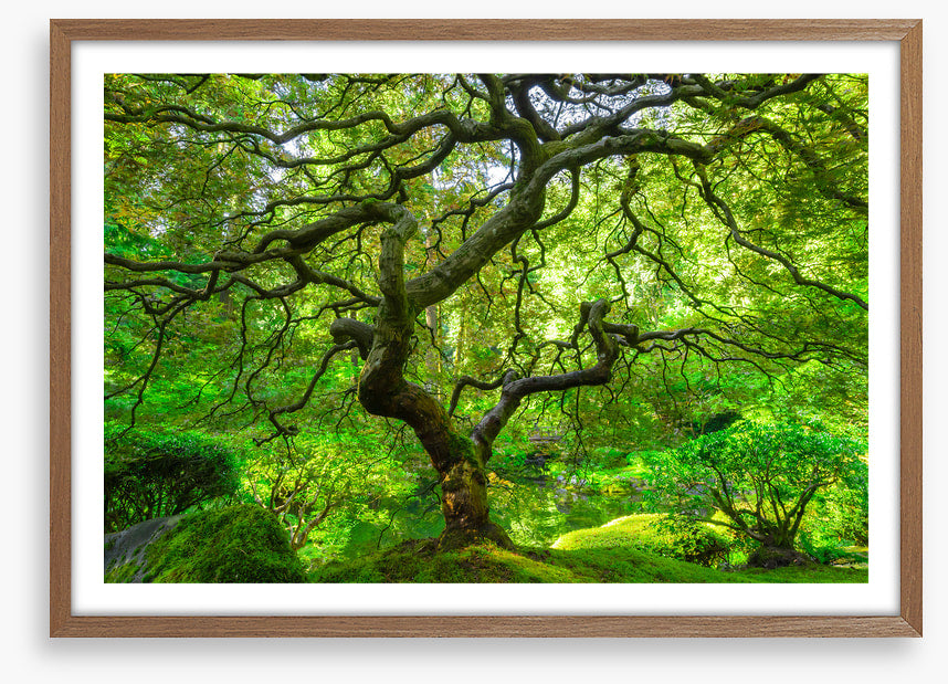 Maple and moss
