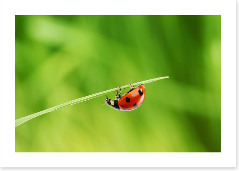 Insects