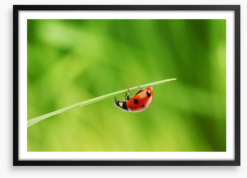 Insects