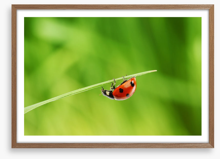 Insects