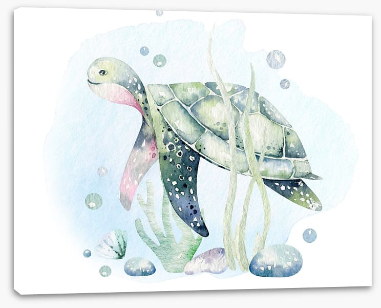 Softly softly sea turtle