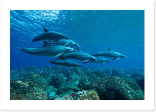 Swimming with the pod