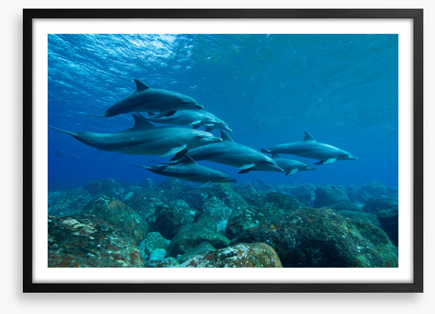 Swimming with the pod
