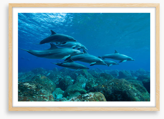 Swimming with the pod