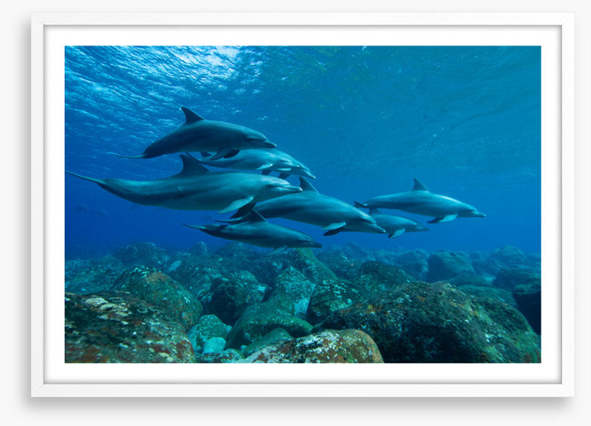 Swimming with the pod