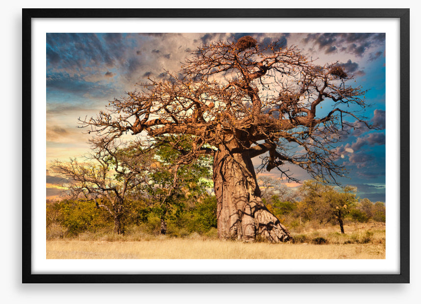Baobab branches