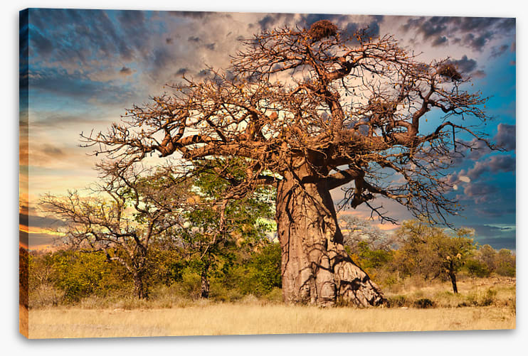 Baobab branches