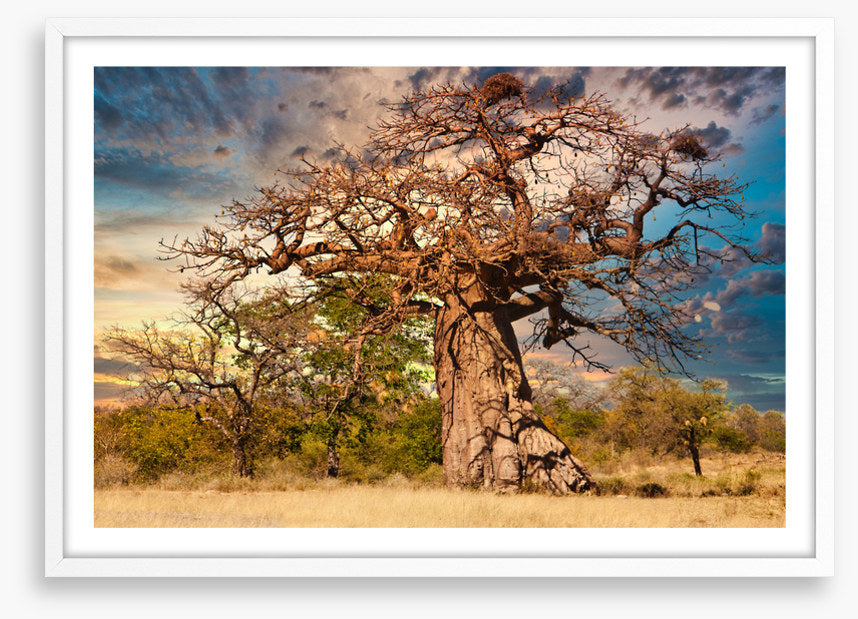 Baobab branches
