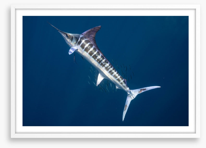Magnificent marlin