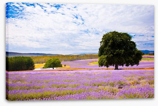 Picture perfect lavender farm