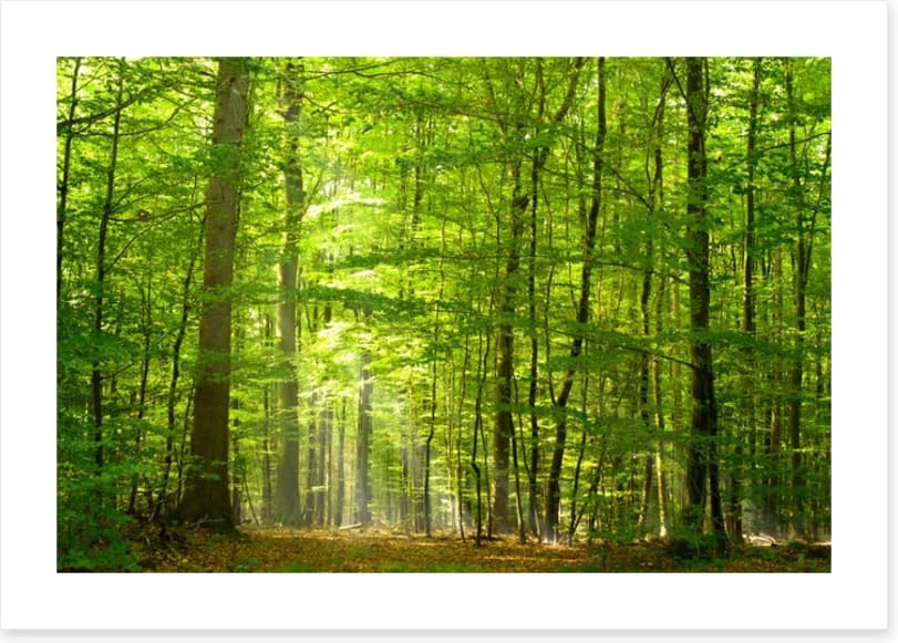 Lush green forest