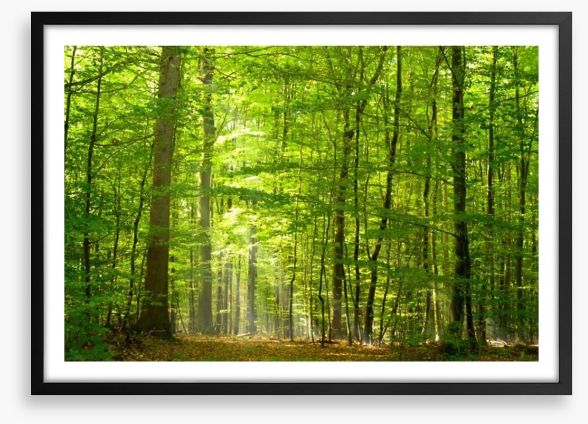 Lush green forest