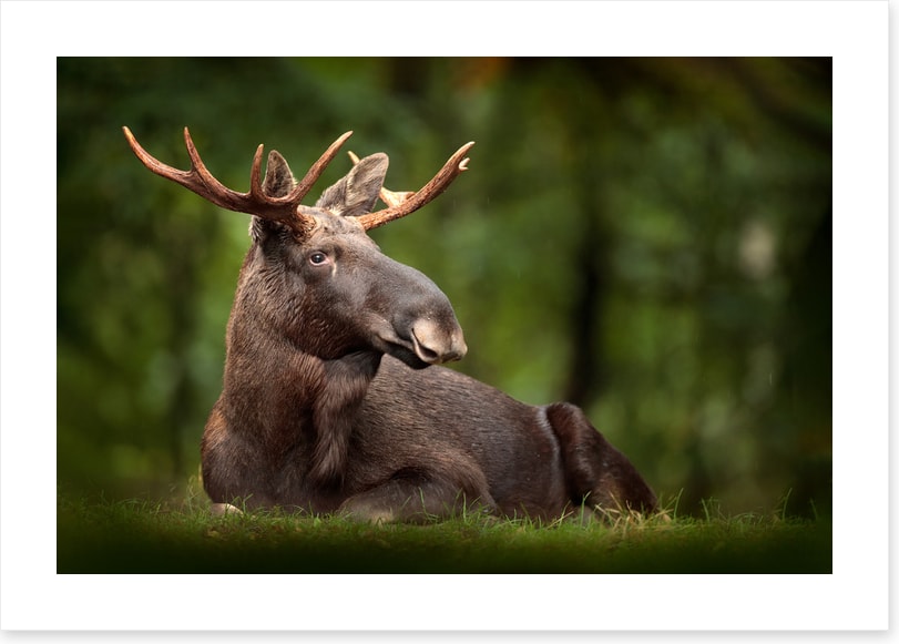 Elk at ease