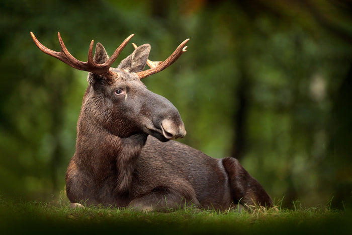 Elk at ease