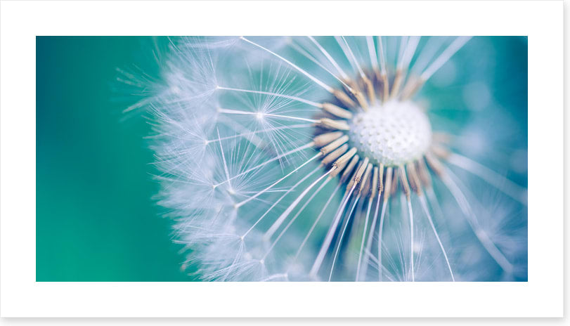 Spring wish