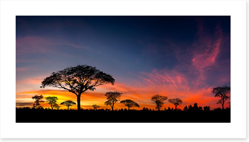 Setting sun silhouettes